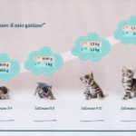 Quanto deve pesare il mio gattino-Miaopedia
