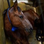 La petizione “Fermiamo la macellazione dei cavalli” – Petizione Animal Equality