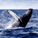 Una balena mentre salta sull’acqua-ONU IT