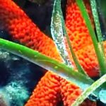 Una stella marina tra le foglie nastriformi di Posidonia-LIFE Seposso